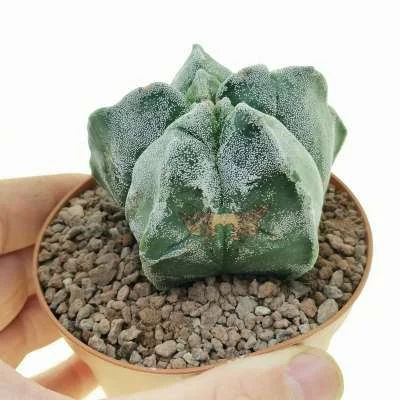 Astrophytum myriostigma Kikko Milky Way — CAP-C0681