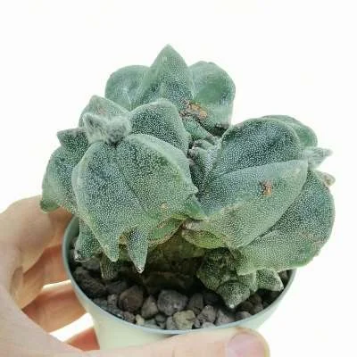 Astrophytum myriostigma Kikko prolifera — CAP-C0682