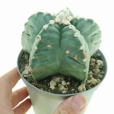 Astrophytum myriostigma Kikko var. nudum — CAP-C0683