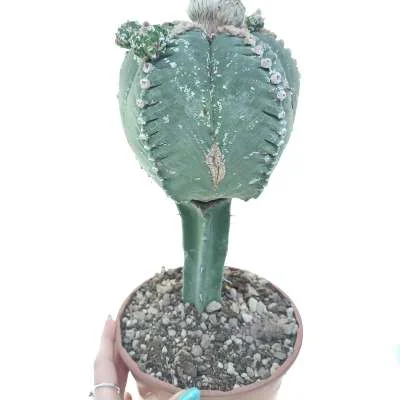 Astrophytum myriostigma Kikko var. nudum prolifera — CAP-C0684