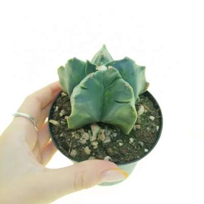 Astrophytum myriostigma Kikko var. nudum variegated — CAP-C0685