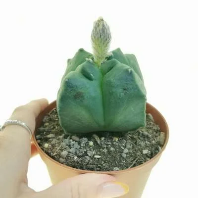 Astrophytum myriostigma Kikko var. quadricostatum nudum — CAP-C0686