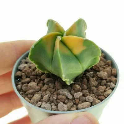 Astrophytum myriostigma Koh-yo nudum — CAP-C0688
