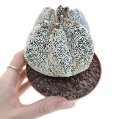 Astrophytum myriostigma onzuka Fukuryu (Type A) quadricostatum — CAP-C0689