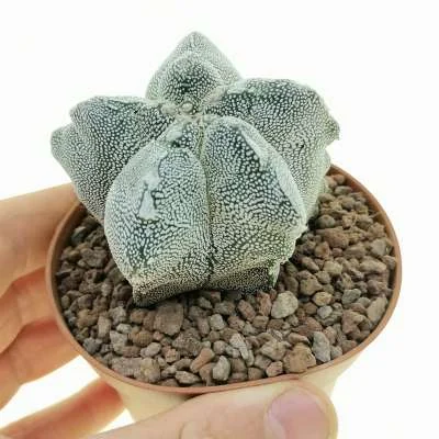 Astrophytum myriostigma Onzuka Kikko — CAP-C0690