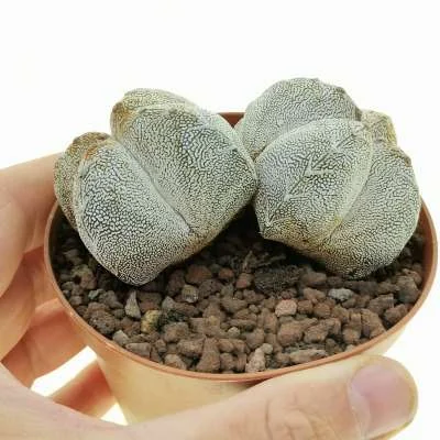 Astrophytum myriostigma onzuka v-type quadricostatum dicotomica — CAP-C0691