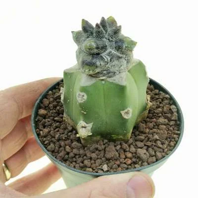 Astrophytum myriostigma Zipfelmütze — CAP-C0693