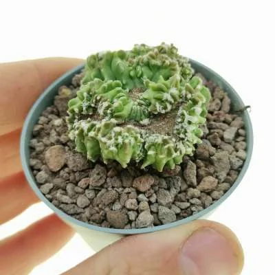 Astrophytum myriostigma monstrose crested — CAP-C0694