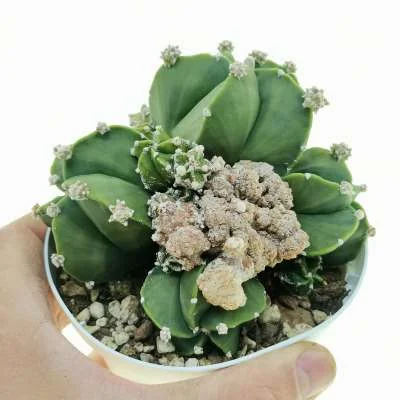 Astrophytum myriostigma monstrose prolifera — CAP-C0696
