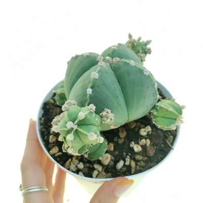 Astrophytum myriostigma nudum prolifera — CAP-C0698