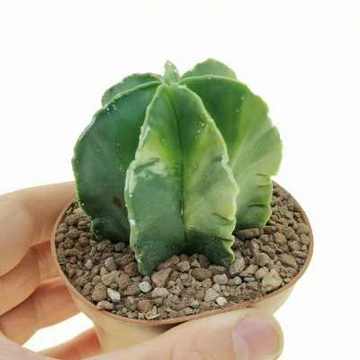 Astrophytum myriostigma nudum variegated — CAP-C0699