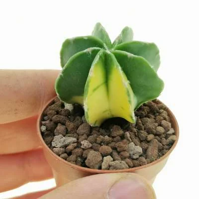 Astrophytum myriostigma Nursery form multicostatum; variegated — CAP-C0701
