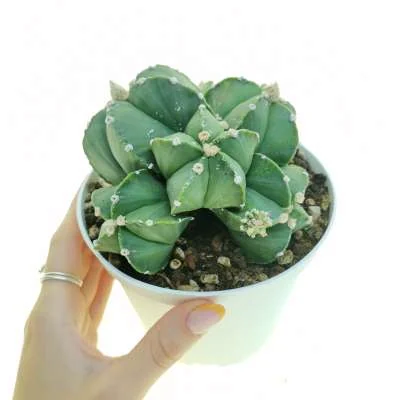 Astrophytum myriostigma politomica — CAP-C0702