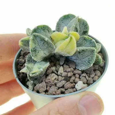 Astrophytum myriostigma politomica variegated — CAP-C0703