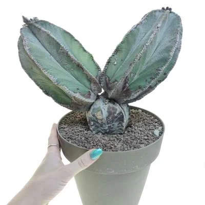 Astrophytum myriostigma prolifera — CAP-C0704
