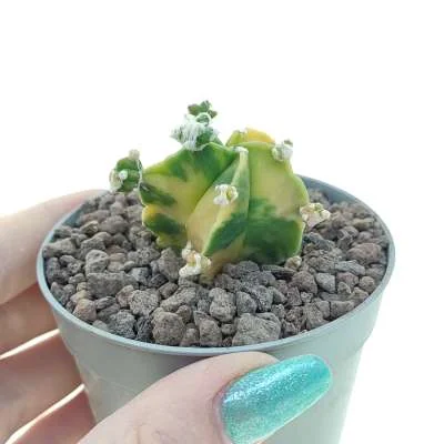 Astrophytum myriostigma variegated prolifera — CAP-C0705