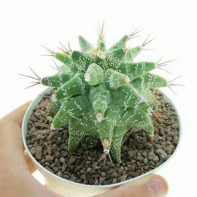 Astrophytum ornatum Kikko — CAP-C0706
