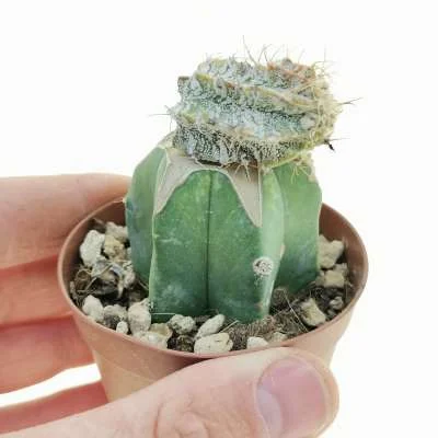 Astrophytum ornatum Spiral — CAP-C0707