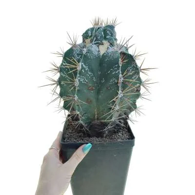 Astrophytum ornatum monstrose — CAP-C0708