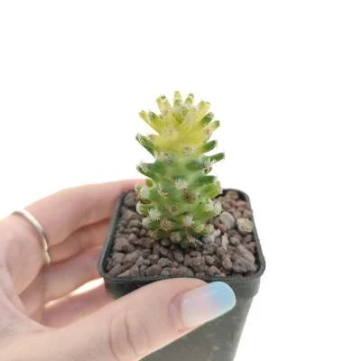 Cochemiea theresae variegated — CAP-C0714