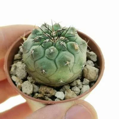 Copiapoa (hybrid) leonensis hybrid — CAP-C0715
