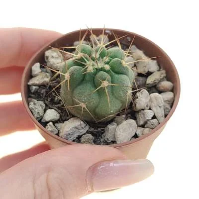 Copiapoa cinerea subsp. columna-alba — CAP-C0716