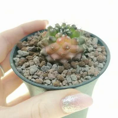 Copiapoa humilis variegated — CAP-C0718
