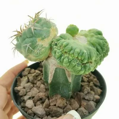 Coryphantha elephantidens crested inermis — CAP-C0723