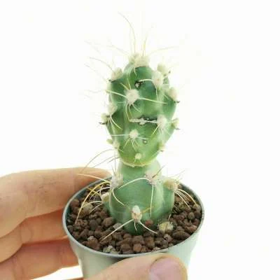 Cumulopuntia sphaerica — CAP-C0725