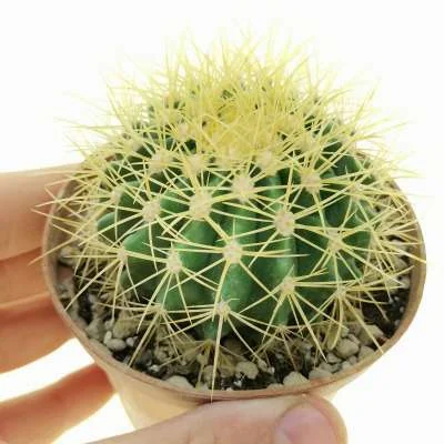 Echinocactus (hybrid) hybrid (Echinocactus grusonii x Ferocactus) — CAP-C0726