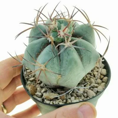 Echinocactus horizonthalonius prolifera — CAP-C0727