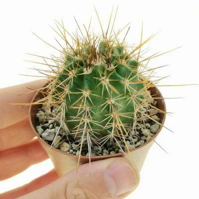 Echinocereus (hybrid) polyacanthus hybrid — CAP-C0728