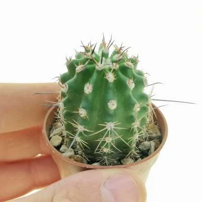Echinocereus (hybrid) triglochidiatus hybrid — CAP-C0729