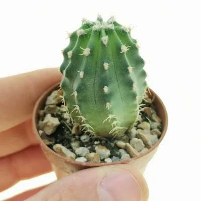 Echinocereus (hybrid) triglochidiatus hybrid f. inermis — CAP-C0730