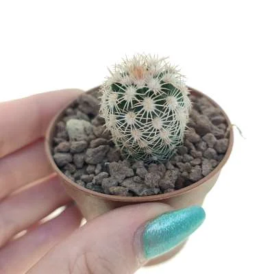 Echinocereus dasyacanthus subsp. ctenoides — CAP-C0733