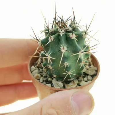 Echinocereus fendleri subsp. rectispinus — CAP-C0735