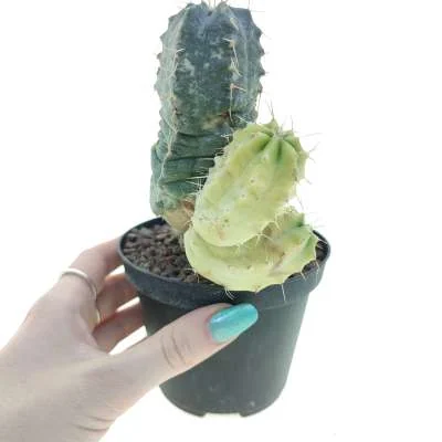 Echinocereus knippelianus variegated — CAP-C0738