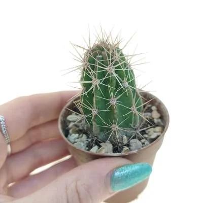 Echinocereus maritimus — CAP-C0739