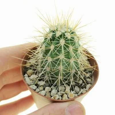 Echinocereus mombergerianus — CAP-C0740