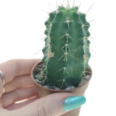 Echinocereus palmeri — CAP-C0743