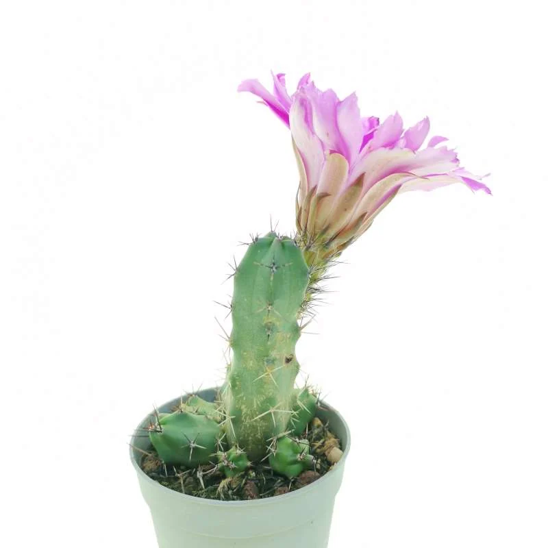 Echinocereus pentalophus — CAP-C0747