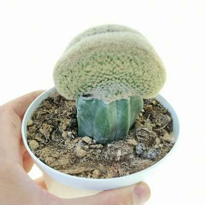 Echinocereus rigidissimus subsp. rubispinus crested — CAP-C0753