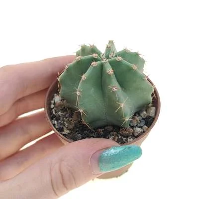 Echinocereus subinermis subsp. ochoterenae — CAP-C0758