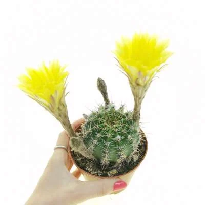 Echinopsis (hybrid) hybrid cv. Coquette — CAP-C0764