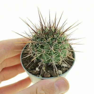 Echinopsis aurea subsp. fallax — CAP-C0766