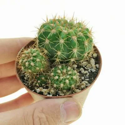 Echinopsis ibicuatensis — CAP-C0768
