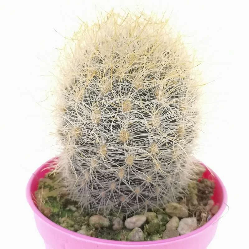 Eriosyce eriosyzoides senilis — CAP-C0770