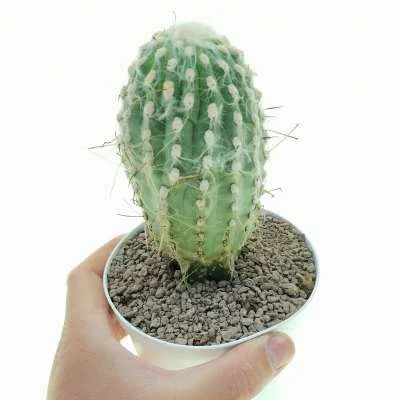 Eriosyce islayensis Taiwan — CAP-C0772