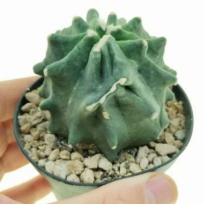 Ferocactus glaucescens Split Rock — CAP-C0780