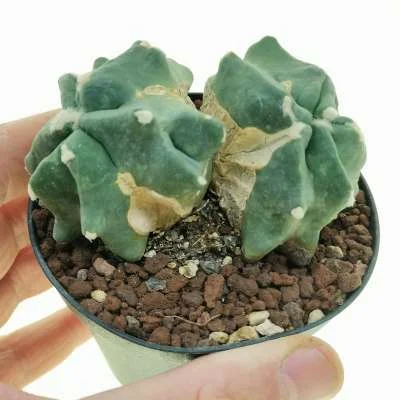 Ferocactus glaucescens Split Rock dicotomica — CAP-C0782